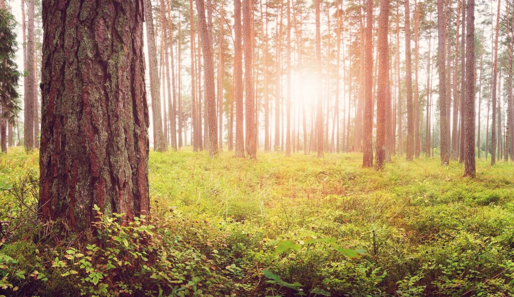 Dense forest with tall trees and sunlight filtering through, representing natural landscapes assessed in bs5837 tree survey and arboricultural impact assessment