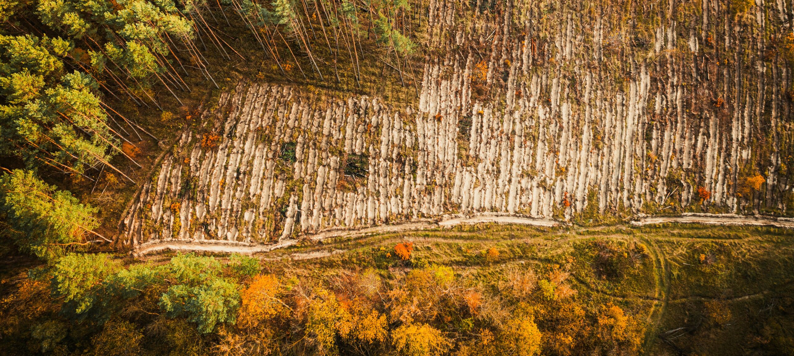 Aerial view of a forest affected by deforestation and climate change, showcasing rows of felled trees beside remaining green forest. This image illustrates the importance of a Climate Change Impact Assessment on natural landscapes.