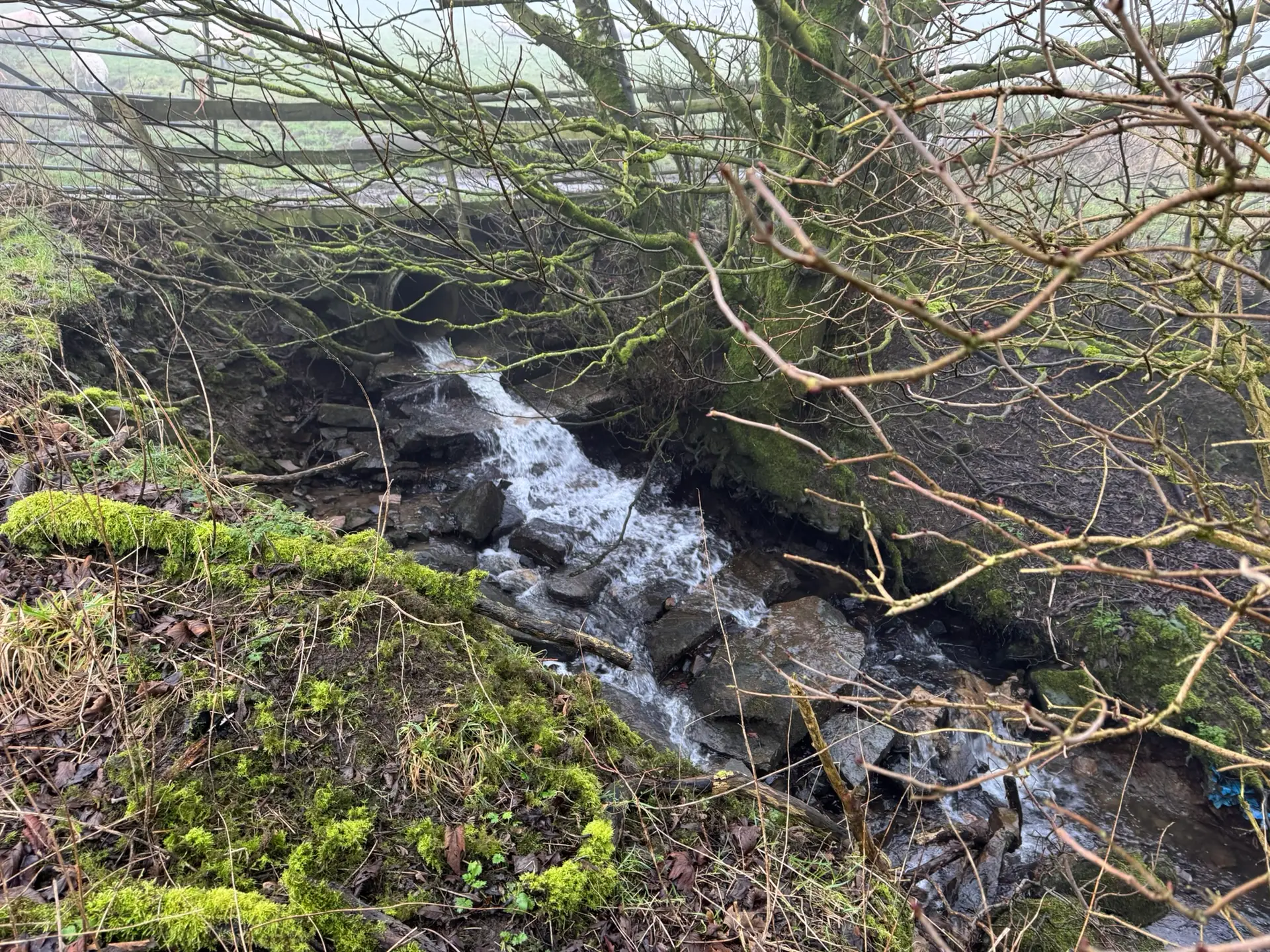 River condition assessment example showing small upland stream with culvert, banks and riparian vegetation in England