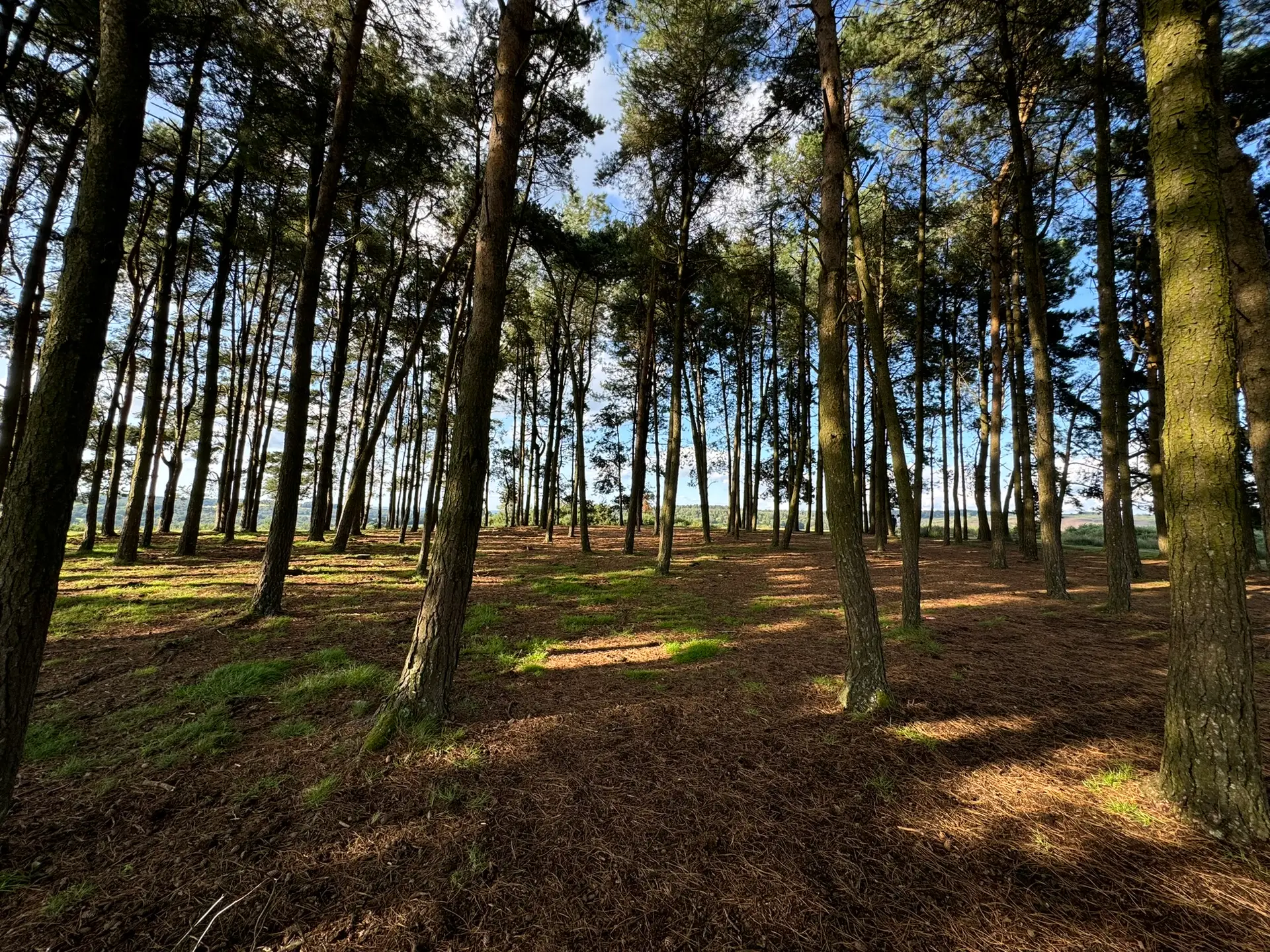BNG monitoring fee calculator example with woodland habitat under biodiversity net gain plan in England