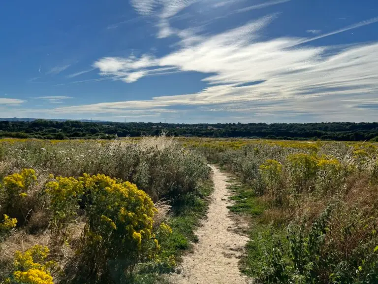 Wildflower grassland beside a path: illustrative BNG survey habitat context