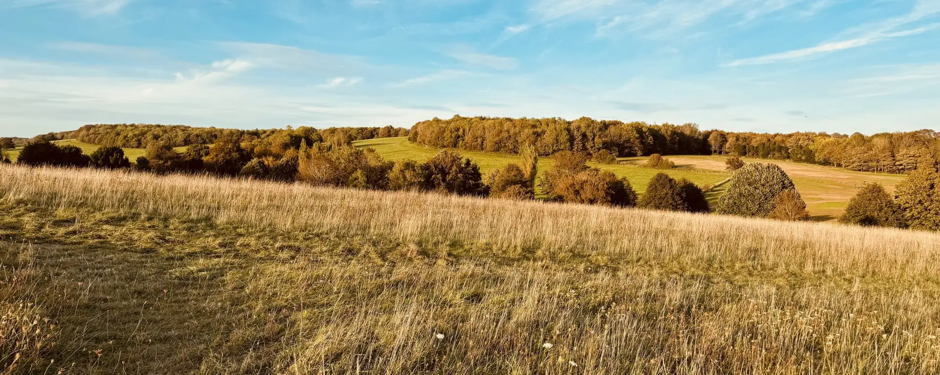 Grassland and woodland landscape in southern England, representing habitats linked to biodiversity net gain costs, unit pricing, and statutory credits.