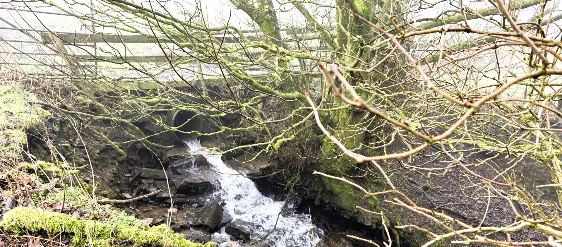 Small watercourse ditch under a farm track culvert in England, showing flowing water, bankside vegetation, and habitat relevant to ditch condition assessment.