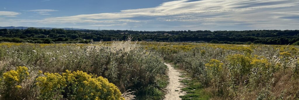 Panoramic view of grassland habitat in South West England representing typical landscapes assessed for Biodiversity Net Gain (BNG) surveys and consultancy.