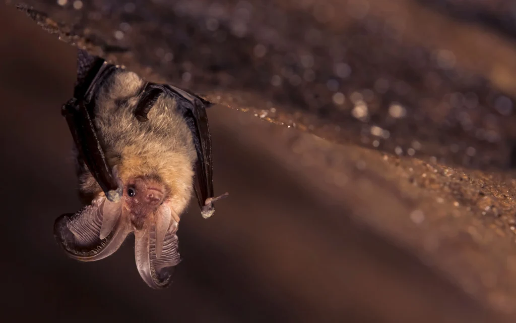 Close-up of a bat roosting in a roof space during a bat survey for planning.