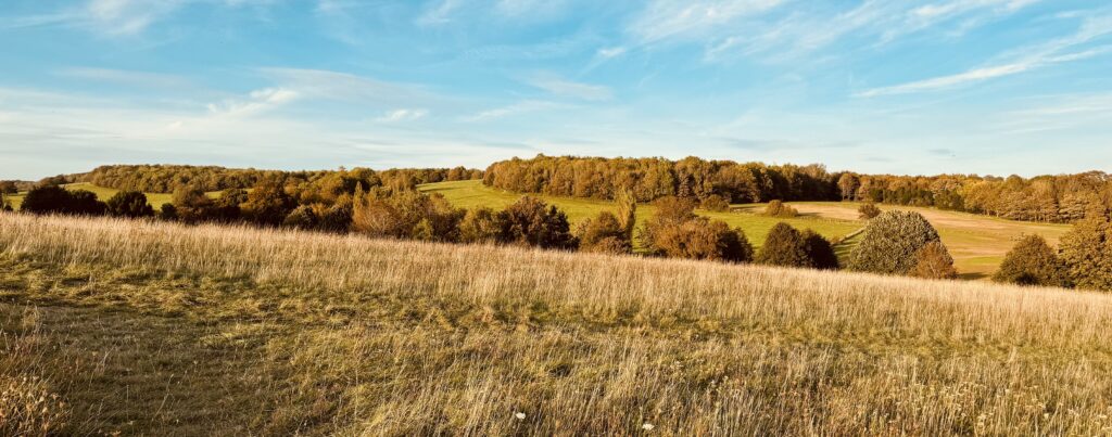 Panoramic view of open grassland and woodland in East of England representing habitats surveyed for Biodiversity Net Gain (BNG).