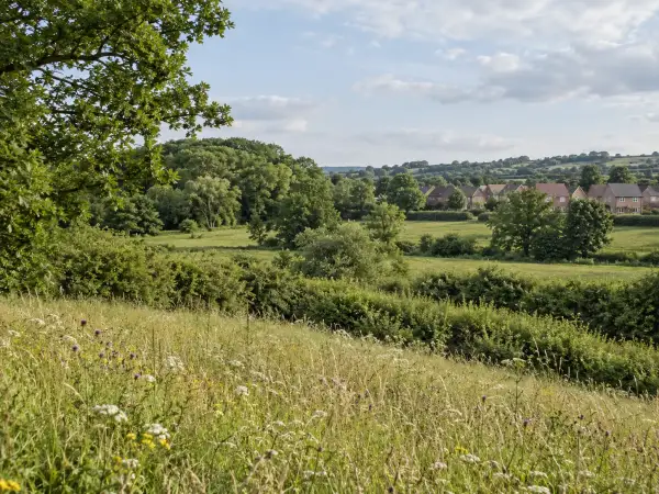 Habitats and development Grassland, hedgerows and woodland beside a residential development