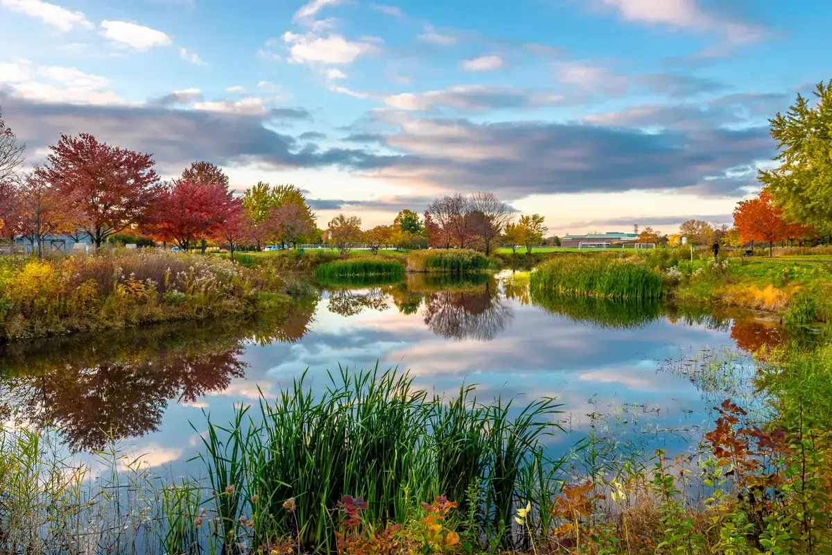 Pond with reeds, planted margins and surrounding trees