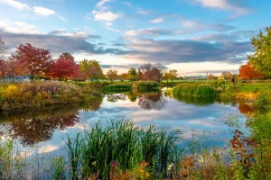 A landscaped pond with reeds, planted margins and surrounding trees.