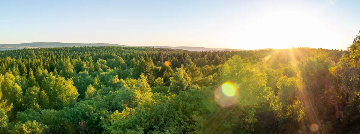 Woodland canopy and open landscape